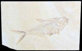 Diplomystus Fossil Fish - Wyoming #63937-1